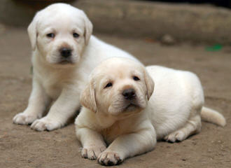 Danfer Labradores De Mexico - Dog Breeders