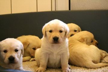 Chocolate Labs - Dog and Puppy Pictures