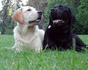 Creekside Labradors - Dog and Puppy Pictures