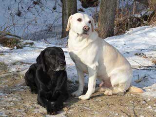 Northern Michigan Labradors - Dog Breeders
