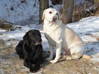 Kellogg Kennel Chocolate Lab Pups - Dog and Puppy Pictures