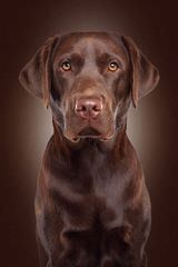 Blue Moon Labradors - Dog and Puppy Pictures