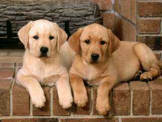 2 Lab Pups, Chocolate Males 14 Weeks - Dog Breeders