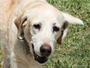 Akc Registered Silver Lab Puppies - Dog Breeders