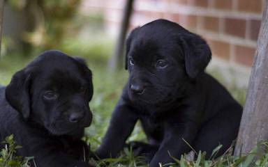 Apple Blossom Labradors - Dog Breeders