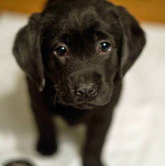 Beautiful Lab/Retriever Puppy - Dog Breeders