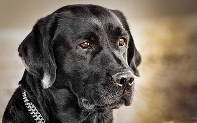 Chocolate Labrador Retrievers - Dog Breeders