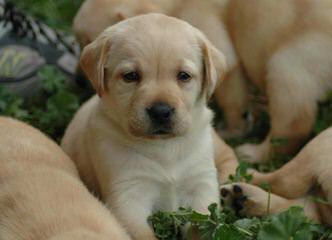 Grimm Girls Farm - Dog Breeders