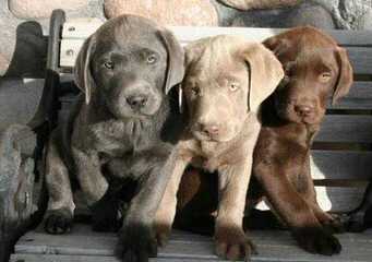 Silver And Charcoal Labs - Dog and Puppy Pictures