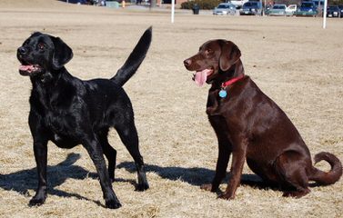 Hoerter’s Gander Acres - Dog Breeders