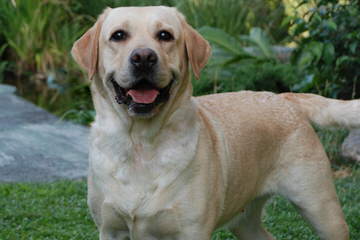 Legacy Labradors at BoulderCrest - Dog Breeders