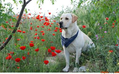 Riorock Labradors - Dog Breeders