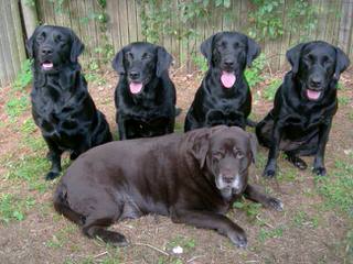 Razzle Dazzle Labradors - Dog Breeders