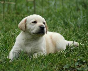 One Male Chocolate Lab Puppy For Sale - Dog Breeders