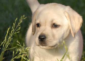 Ganderhill Labrador Retrievers - Dog Breeders