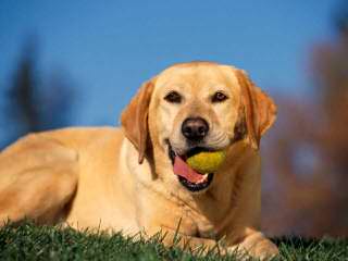 Feltner Family White Labs - Dog Breeders