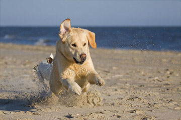 Westphal retrievers - Dog Breeders