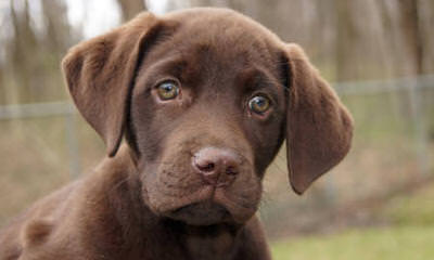 Chocolate Labs Hunting, Pet Or Service Dogs - Dog and Puppy Pictures