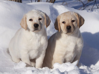 Akc English Block Black Labrador Puppies - Dog Breeders