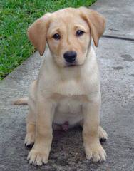 Mirage Labrador Retrievers - Dog and Puppy Pictures