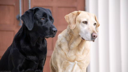 Labrador Retriever Puppy - Dog Breeders