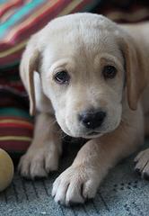 Playful Lab Paws - Dog and Puppy Pictures