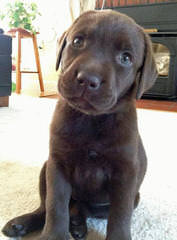 Beautiful Lab/Retriever Puppy - Dog Breeders