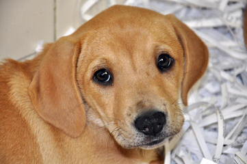 Beautiful Lab/Retriever Puppy - Dog and Puppy Pictures