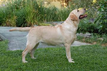 Countryveiw Labradors - Dog Breeders