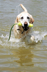 Cuddlespice Cockapoos Labrador Retriever - Dog Breeders