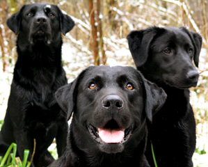 Kellogg Kennel Chocolate Lab Pups - Dog Breeders