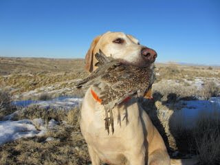 Inian Creek Retrievers - Dog and Puppy Pictures