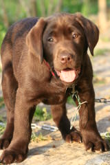 Cedar Creek Retrievers - Dog Breeders