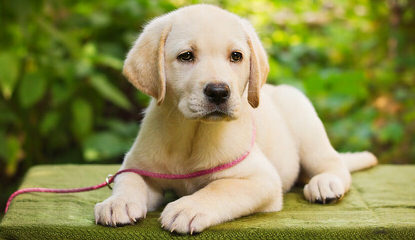 Yellow Labrador Puppies - Dog and Puppy Pictures