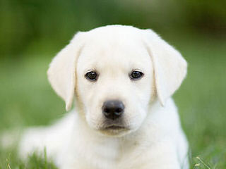 White And Creme And Choc Labradors-Health Guaranteed - Dog Breeders