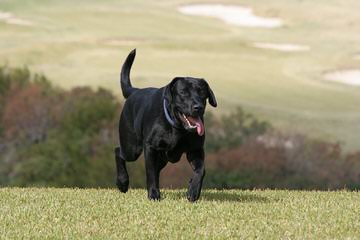 Rippling Spring Puppies, Labs That Will Warm Your Life - Dog and Puppy Pictures