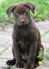 Mateer Labrador Retrievers - Dog Breeders