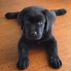 Ganderhill Labrador Retrievers - Dog and Puppy Pictures