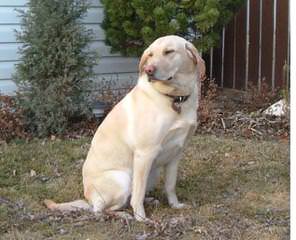 Cameswon Labradors - Dog Breeders