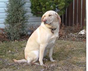 Ellendale Labradors - Dog Breeders