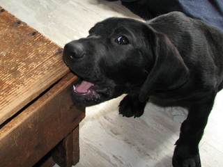 Valley Labradors - Dog and Puppy Pictures