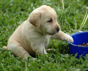 Mirage Labrador Retrievers - Dog Breeders