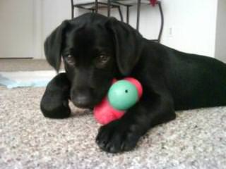 Pine Ridge Labradors - Dog Breeders