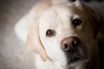 Shimmering Labradors - Dog and Puppy Pictures