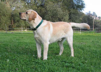 Cameswon Labradors - Dog Breeders