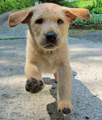 Hart Labradors - Dog Breeders