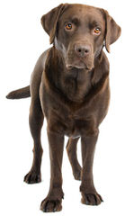 Valley Labradors - Dog Breeders