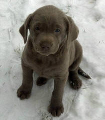 Ch Sired English Bred Lab Puppies - Dog Breeders