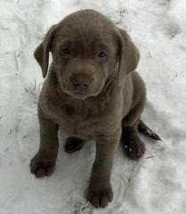 Labrador Retriever - Dog and Puppy Pictures