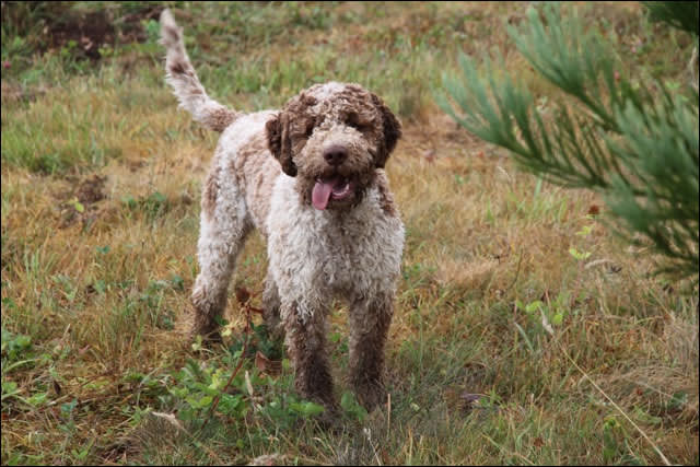 Lagotto Romagnolo Dogs and Puppies